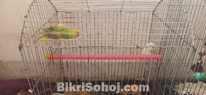 বাজিগর পাখি